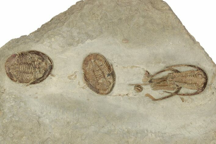 Two Rare Apatokephalus Trilobites With Asaphellus - Fezouata Formation #209717